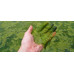 Aquatic Nature Alg Control B 500ml